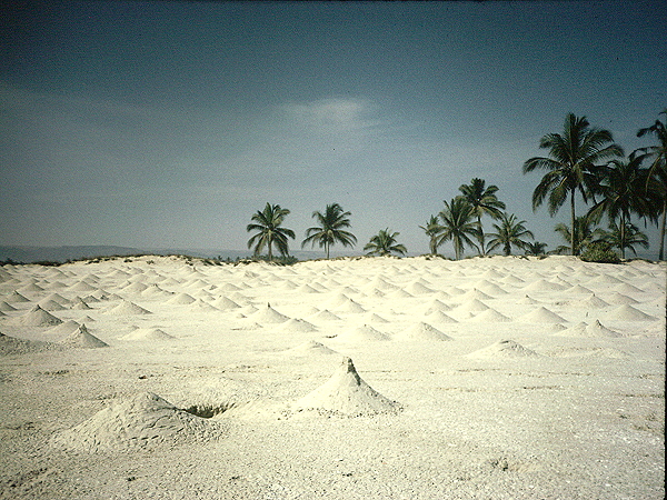 Crabhills - Salalah beach