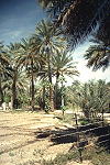 Agriculture at Nizwa