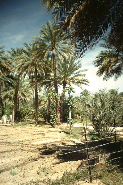 Nizwa agriculture