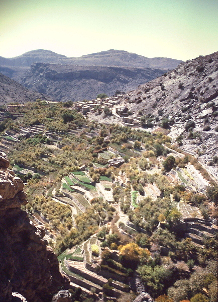 Al Ayn Suraylah fields