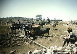Tawi cattle