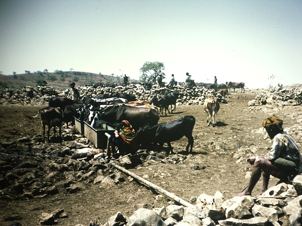 Cattle watering at Tawi Attair