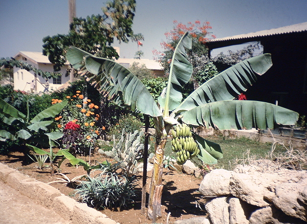 Garden at Umm al Gwarrif