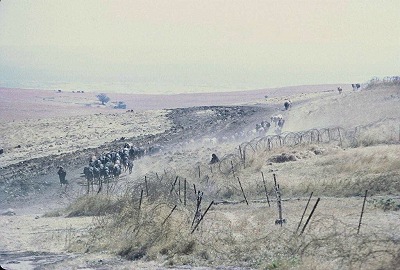 Cattle arrive to water