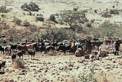 Cattle watering