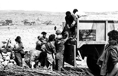 Loading cattle onto truck